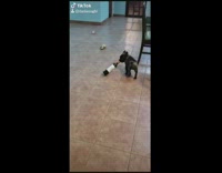 Collab Clips MPUGC2 - Black dog drags bottle of wine