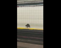 Raccoon walking around on the empty subway station floor 
