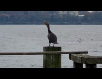 Cormorant bird on wood pole poops