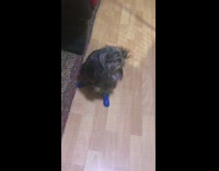 Small dog walking with blue plastic boots