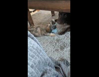 Dogs fight over toy pulls other dog