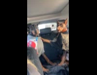 Collab Clips MPUGC2 - Dogs fighting at the backseat