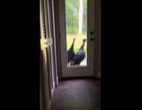 Turkeys in front of glass door 