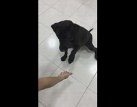 Black Dog Red Collar Does Tricks On White Linoleum Floor