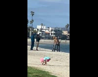 Two golden retriever sit lifeguard chair beach