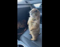 Collab Clips mpugc - Prairie dog on car seat dog on floor