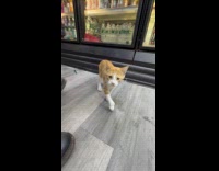 People in store watch cat play with pen