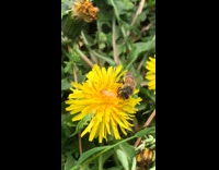 Bee on yellow flower green plants 
