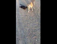 Dog bite leash and dragged by other dog
