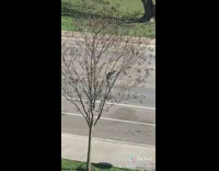 BitchMP - Cat stuck in tree girl rescues