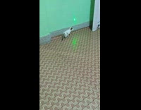 Kitten chases green laser on wall