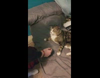 Pet cat on the bed fists bumps to the little kid