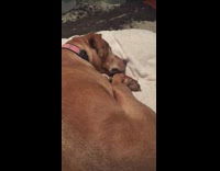Brown Dog On White Blanket Barks In Sleep Nightmare