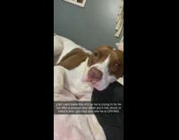 Brown white dog in bed sniffle crying