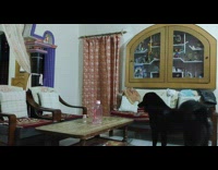 Collab BitchIG2 - Lady chases black dog around living room 