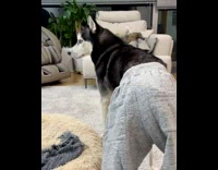 Black husky dog wears grey shorts 