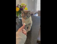 Orange cat reaches for treat with paws 