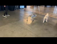 Robot dog walks the real life dog