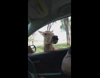 Deer fed on hand and filmer kisses it on the car window