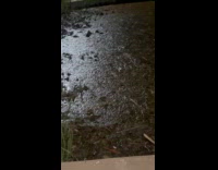 Park with mud and algae and no swimming sign