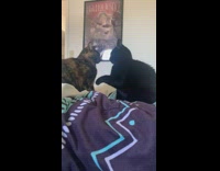 Two cats on the bed fight gently