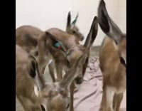 Group of baby deer inside of white room walk up to filmer