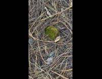 Moss grow under broken glass bottle bottom