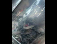 Collab winy - Man collects lanternflies still alive in vacuum