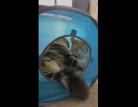 2 cats cuddle in blue house 