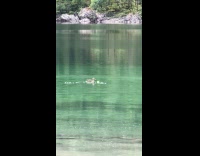 Ducks approaches ball but dog fetches it