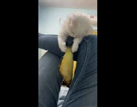 Collab PLC - White kitten on leg play with fish toy