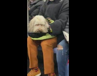 Man reads book called Things That Make White people Uncomfortable on subway train