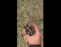 Collab VIBES - Guy Shows Poison of Cane Toad 