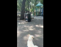 Collab WINY - Man hits Metal Pole Repeatedly on Playground white dog can be seen