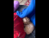 Dog hides under the blankets and pillows