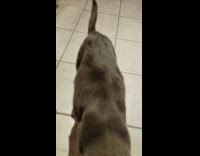 Grey white cat sits meows dinner food