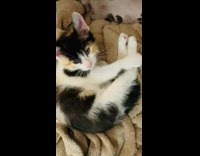 Cat went back to sleep after being woken