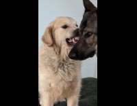 Dog snarls at another dog protecting toy
