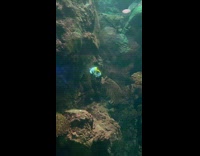 Collab BitchMP - Two aquarium fish swimming circle