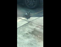 Two pigeons peck each other on sidewalk
