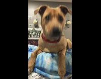 dog catches food in its mouth on bed