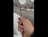 Rain water frozen around the branch sticks snapped