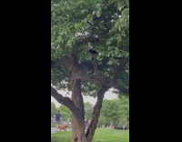 Person plays flute in tree 