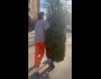 Collab WINY - Pine tree moved on a blue scooter