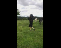 Guy with speaker scares cows in field 