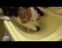 Cat on sink touch water dripping down