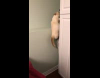 Munchkin cat climbs coat rack onto wall