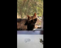 Woman close laptop and shows cat behind it