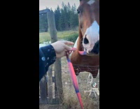 Collab Clips MPUGC - Woman feed horse fruit roll ups 