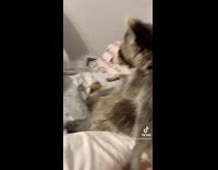 Collab BitchMP - Scared raccoon holds owners hand 